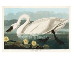 Reproduction of a print depicting a swan made in 1827, 40*27 cm