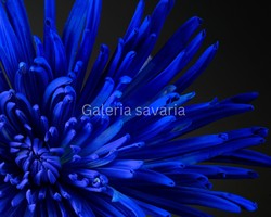 40*27 cm-es poszter egy csodaszép kék virágról, keret nélkül