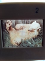 "Az állatkertben található állatok"  25db színes diapozitív óvodák számára, saját dobozában