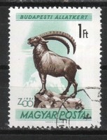 Animals 0367 Hungarian