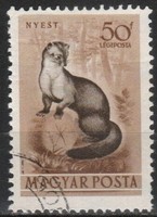 Animals 0360 Hungarian