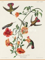 Antik nyomat reprodukciója, 30*40 cm-es plakát, madarakat ábrázol