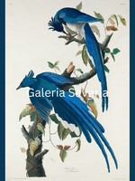 Reproduction of an antique print depicting a pair of blue birds of happiness - 40*30 cm
