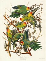 A poster depicting a group of colorful budgies, reproduction of an antique print, 40*30 cm