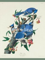 Kék madarakat ábrázoló antik nyomat reprodukciója 40 * 30 cm