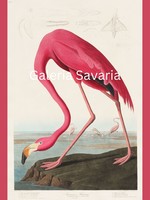 Rózsaszin ivó madarat ábrázoló antik nyomat modern reprodukcióka 40 * 30 cm