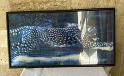 Cheetah poster with glazed frame 75*40 cm