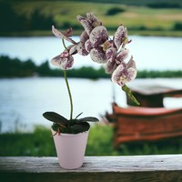 Nagyméretű élethű fehér, lila pöttyös orchidea kaspóban