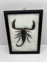Gyűjtemény preparált skorpió. Palamnaersus. 15x20 cm.5068