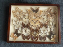 Antik lepke gyűjtemény 27 db preparált lepke pillangó múzeumi vitrin dobozban csodaszép dekoráció