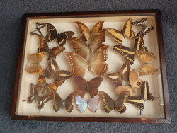 Antik lepke gyűjtemény 21 db preparált lepke pillangó múzeumi vitrin dobozban csodaszép dekoráció