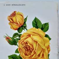 Artwork depicting a rose from the 1890s, from the horticultural magazine a kert (1894-1918)