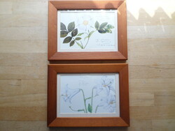 Botanikai kép pár nyomat vadrózsa és liliom 16,5 x 21,5 cm