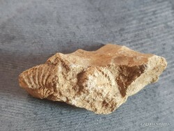 A fossilized shell from a rock collection