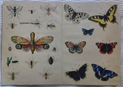 Butterfly and other insect depictions: appendix to an old zoological work.