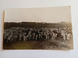 D202824  BUGAC-puszta  - Üdvözlet Kecskemétről - G.Fekete GYula kiadása  fotólap - nyáj