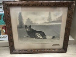 Antique German Shepherd dog photo in old, original frame 33x28 cm