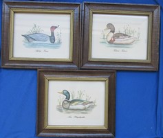 3 duck pictures in a wooden frame for sale together, 25.8 x 21.8 cm, 18.5 x 14.5 cm