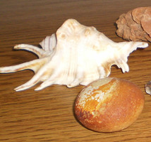 Sea snail and shell