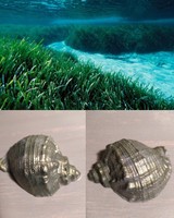 Szappan 2db.tengeri kagyló