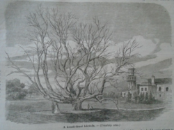 D203439 p301 Nagykend maros vm. Erdély A kendi lónai fa  -Teleki - fametszet egy 1866-os újságból