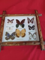 Lepke gyűjtemény, pillangók
