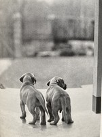 Paul Eipper: Die gelbe Dogge Senta, 1936 - történetek kutyákról, 32 fényképpel