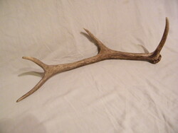 Gímszarvas agancs 60 cm