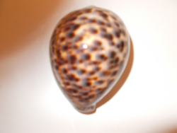 Authentic Hollóházi Sea Shell - Tiger Pattern