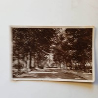 D203994  CSONGRÁD  1942   küldve Sebella Lilike Máramarossziget sok aláírás (osztálytársak)
