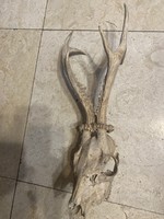 Régi őz agancs trófea 40cm