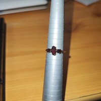 Antik arany gyűrű gránáttal