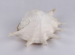 1S788 Ancient Large Marine Seashell 30 cm