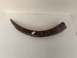 Ancient Antelope Horn Trophy, 1 Piece, Hunting Trophy, Hunter 890 9802