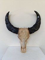 Antik afrikai szarv trófea nagy méretű preparátum pajzs nélkül vadászat vadász 878 9798