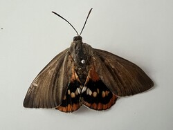 Lepke, pillangó preparátum