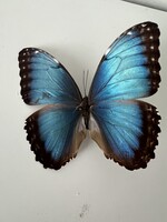 Lepke, pillangó preparátum
