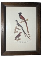 Vintage, fa keretes, madaras nyomat, Bassano, Olaszo.
