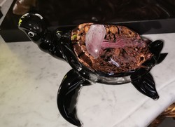 Különleges teknősbéka medúzával