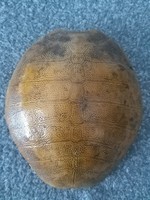Preparált teknöspáncél preparátum