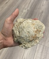 Mészkő fosszília kagylóhéjakkal