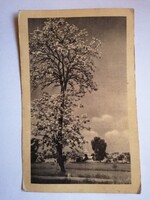 1 db 50 filléres képeslap - Táj - fekete fehér - 1950-es évek