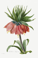 70*50 cm, botanikai nyomat, illusztráció reprodukciója, virág, növény kép