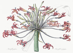 70*50 cm, Josephine lilioma, antik botanikai nyomat, illusztráció reprodukciója, virág, növény kép