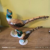Bodrogkeresztúri fácán 2 db  eladó!