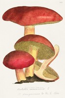 Antik gombás, botanikai nyomat illusztráció reprodukciója, poszter, plakát, 40*27 cm