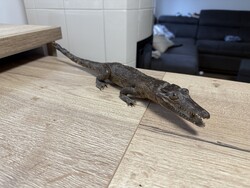 Preparált krokodil 46 Cm