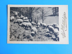 Lengyel húsvéti képeslap 1930-as évek - legelő juhok
