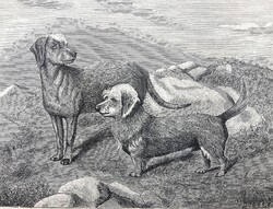 Bedlington terrier és Dandie Dinmont-terrier vadászkutya antik rotációs fametszete, 1892