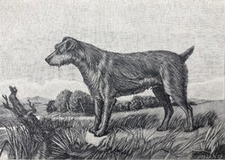 Ír terrier vadászkutya antik rotációs fametszete, 1892